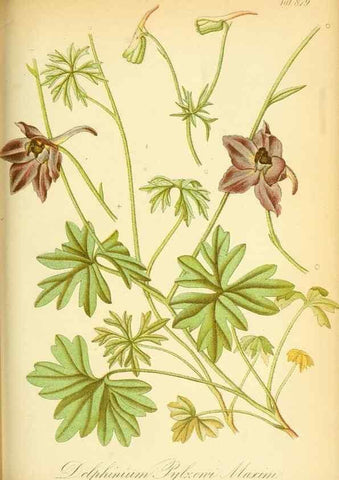 Reproducción/Reproduction 49705912432: Gartenflora.. Erlangen :F. Enke,1852-1940.. 