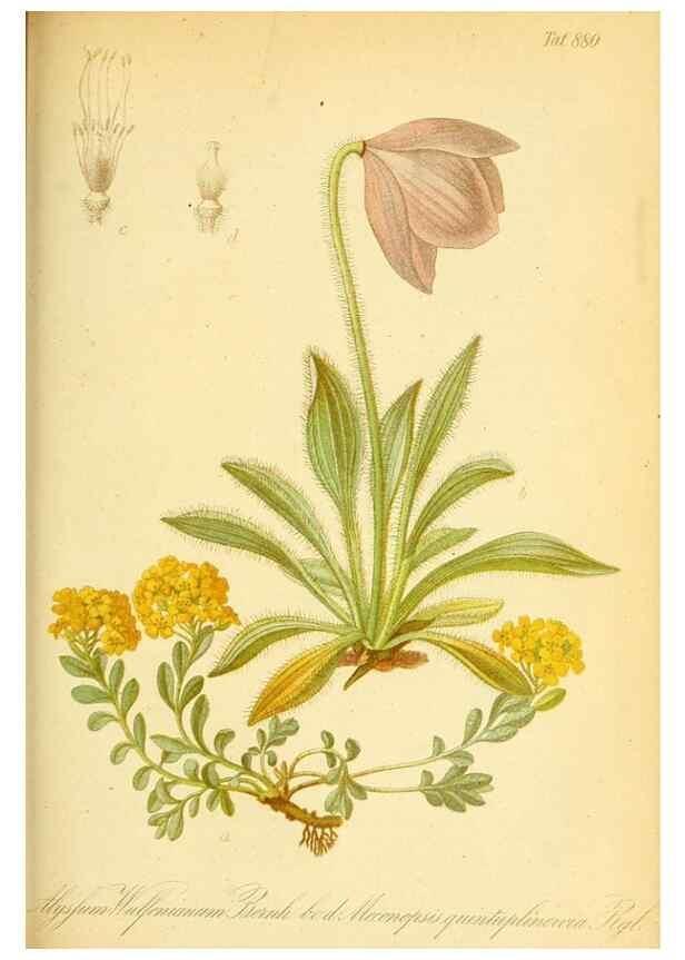 Reproducción/Reproduction 49705060348: Gartenflora.. Erlangen :F. Enke,1852-1940.. 