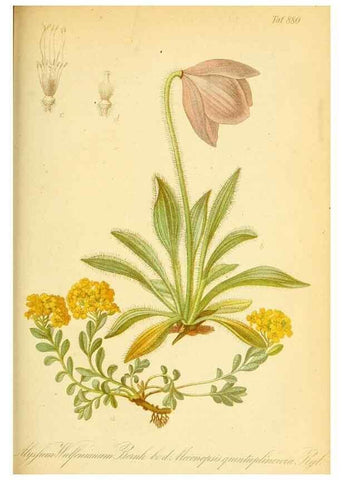 Reproducción/Reproduction 49705060348: Gartenflora.. Erlangen :F. Enke,1852-1940.. 