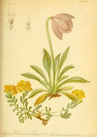 Reproducción/Reproduction 49705060348: Gartenflora.. Erlangen :F. Enke,1852-1940.. 