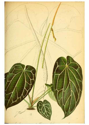Reproducción/Reproduction 49705910877: Gartenflora.. Erlangen :F. Enke,1852-1940.. 