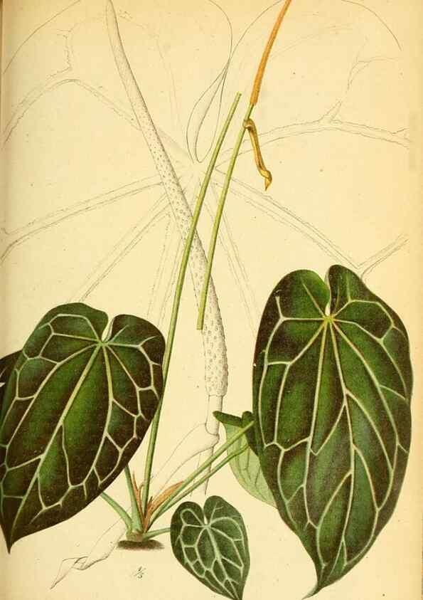 Reproducción/Reproduction 49705910877: Gartenflora.. Erlangen :F. Enke,1852-1940.. 