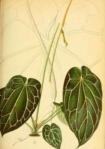 Reproducción/Reproduction 49705910877: Gartenflora.. Erlangen :F. Enke,1852-1940.. 