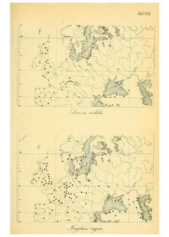 Reproducción/Reproduction 49705594571: Gartenflora.. Erlangen :F. Enke,1852-1940.. 