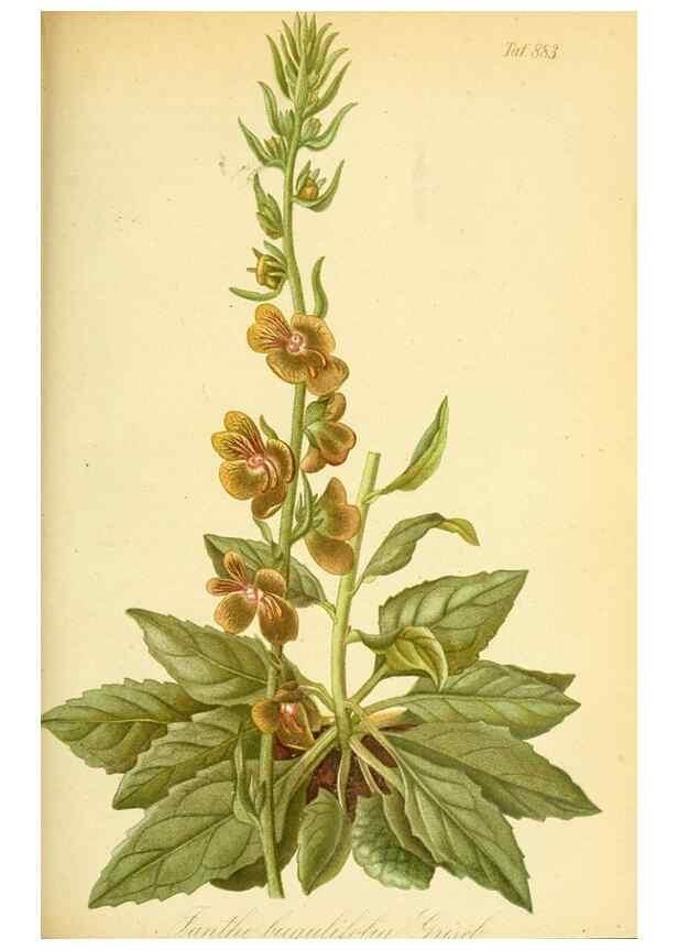 Reproducción/Reproduction 49705061073: Gartenflora.. Erlangen :F. Enke,1852-1940.. 