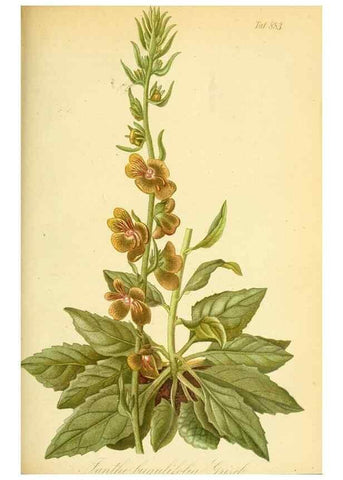 Reproducción/Reproduction 49705061073: Gartenflora.. Erlangen :F. Enke,1852-1940.. 