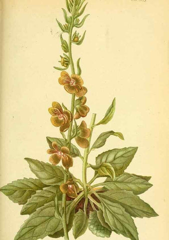 Reproducción/Reproduction 49705061073: Gartenflora.. Erlangen :F. Enke,1852-1940.. 