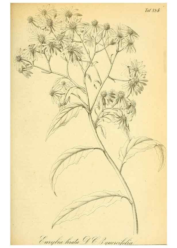 Reproducción/Reproduction 49705061393: Gartenflora.. Erlangen :F. Enke,1852-1940.. 