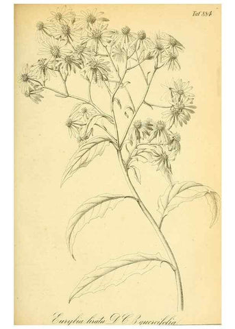 Reproducción/Reproduction 49705061393: Gartenflora.. Erlangen :F. Enke,1852-1940.. 