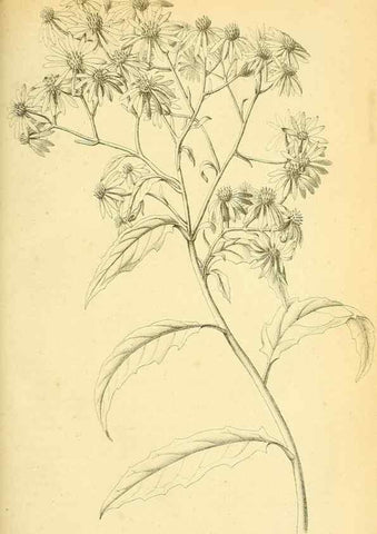 Reproducción/Reproduction 49705061393: Gartenflora.. Erlangen :F. Enke,1852-1940.. 