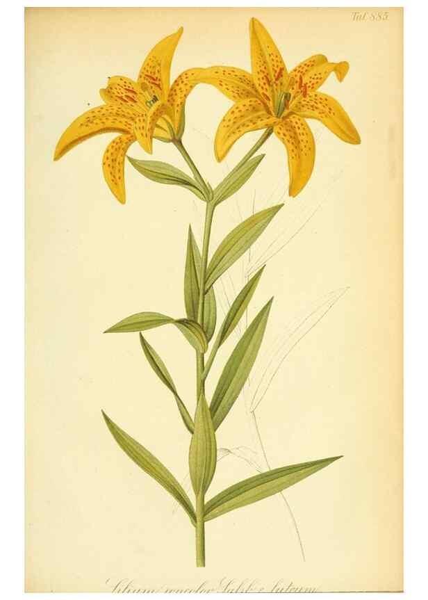 Reproducción/Reproduction 49705061678: Gartenflora.. Erlangen :F. Enke,1852-1940.. 