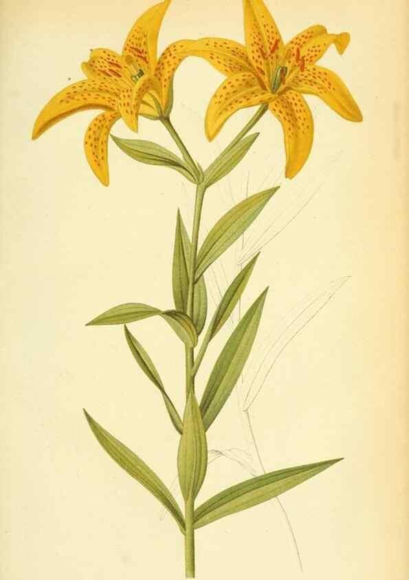 Reproducción/Reproduction 49705061678: Gartenflora.. Erlangen :F. Enke,1852-1940.. 