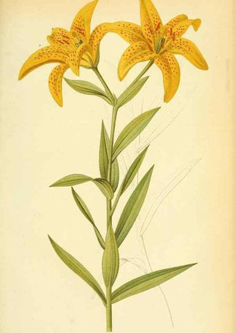 Reproducción/Reproduction 49705061678: Gartenflora.. Erlangen :F. Enke,1852-1940.. 