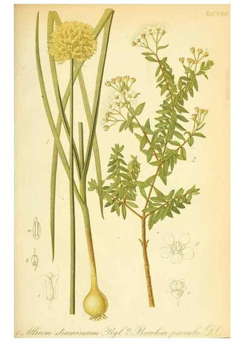 Reproducción/Reproduction 49705914202: Gartenflora.. Erlangen :F. Enke,1852-1940.. 