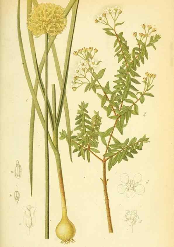 Reproducción/Reproduction 49705914202: Gartenflora.. Erlangen :F. Enke,1852-1940.. 