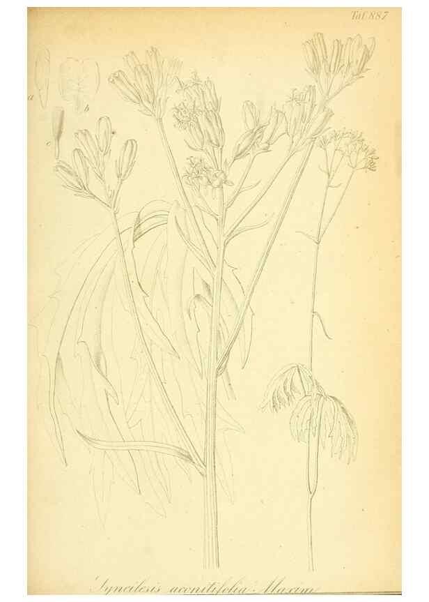 Reproducción/Reproduction 49705062148: Gartenflora.. Erlangen :F. Enke,1852-1940.. 
