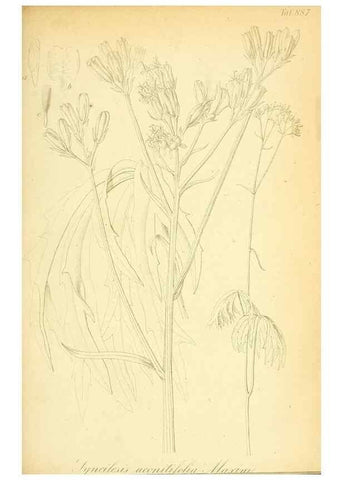 Reproducción/Reproduction 49705062148: Gartenflora.. Erlangen :F. Enke,1852-1940.. 