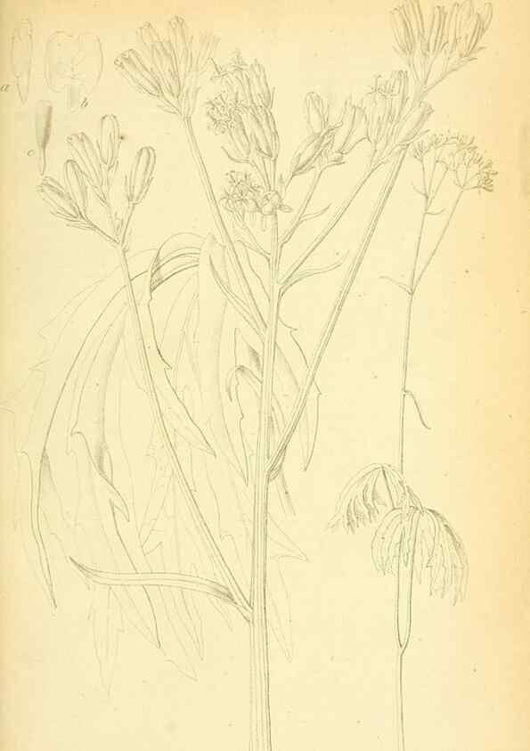 Reproducción/Reproduction 49705062148: Gartenflora.. Erlangen :F. Enke,1852-1940.. 