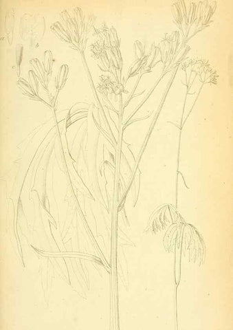 Reproducción/Reproduction 49705062148: Gartenflora.. Erlangen :F. Enke,1852-1940.. 