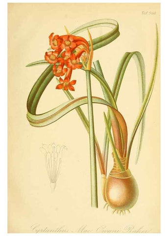 Reproducción/Reproduction 49716065608: Gartenflora.. Erlangen :F. Enke,1852-1940.. 
