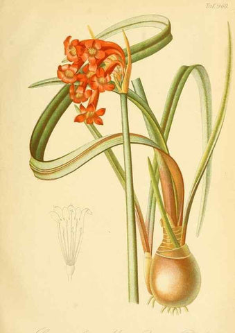 Reproducción/Reproduction 49716065608: Gartenflora.. Erlangen :F. Enke,1852-1940.. 