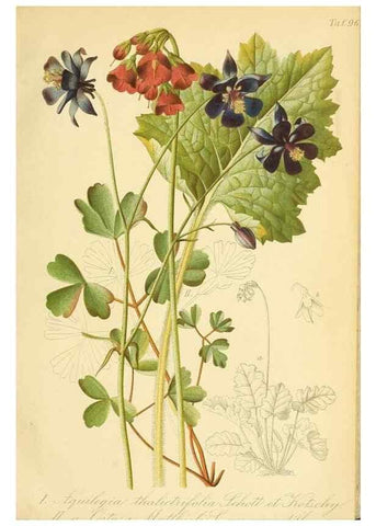 Reproducción/Reproduction 49716606246: Gartenflora.. Erlangen :F. Enke,1852-1940.. 