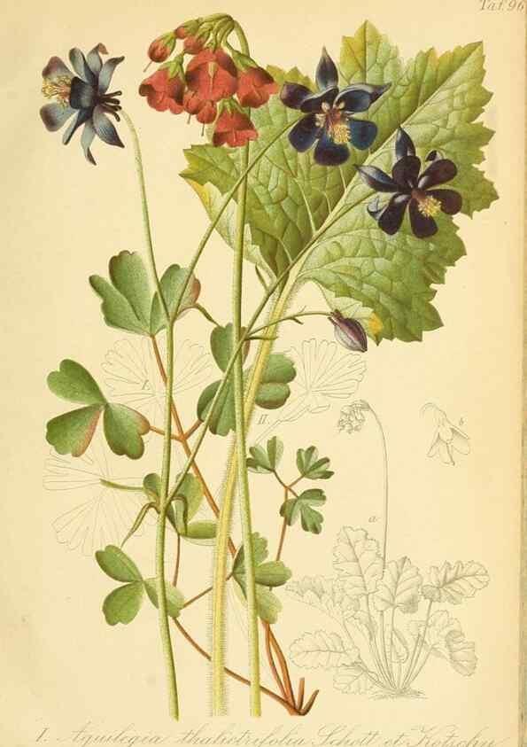 Reproducción/Reproduction 49716606246: Gartenflora.. Erlangen :F. Enke,1852-1940.. 
