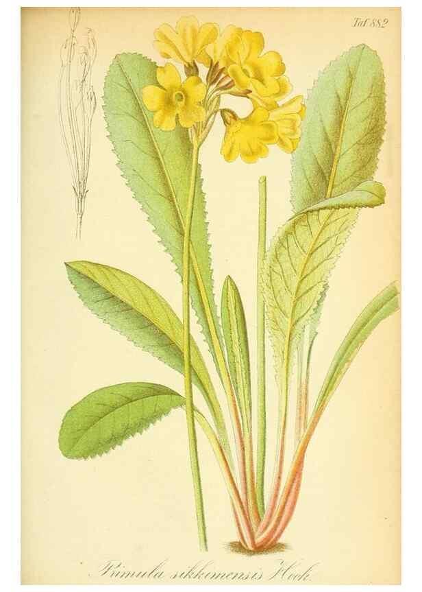 Reproducción/Reproduction 49705594771: Gartenflora.. Erlangen :F. Enke,1852-1940.. 
