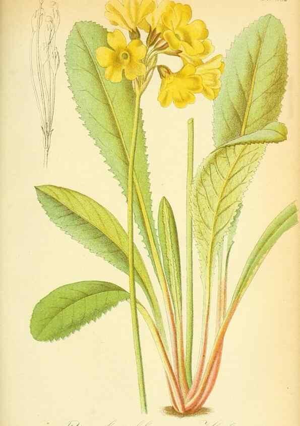 Reproducción/Reproduction 49705594771: Gartenflora.. Erlangen :F. Enke,1852-1940.. 