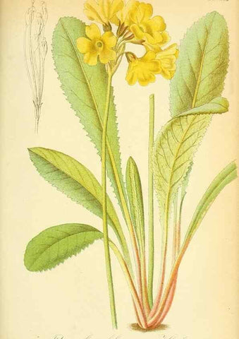 Reproducción/Reproduction 49705594771: Gartenflora.. Erlangen :F. Enke,1852-1940.. 