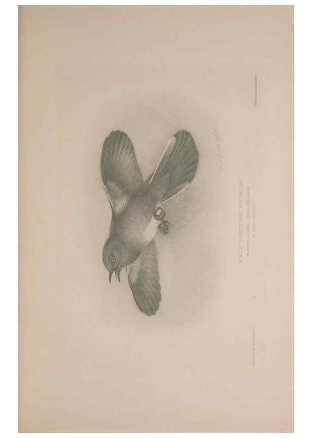Reproducción/Reproduction 49717175777: The British warblers :. London :R.H. Porter ...,1907-1914.. 