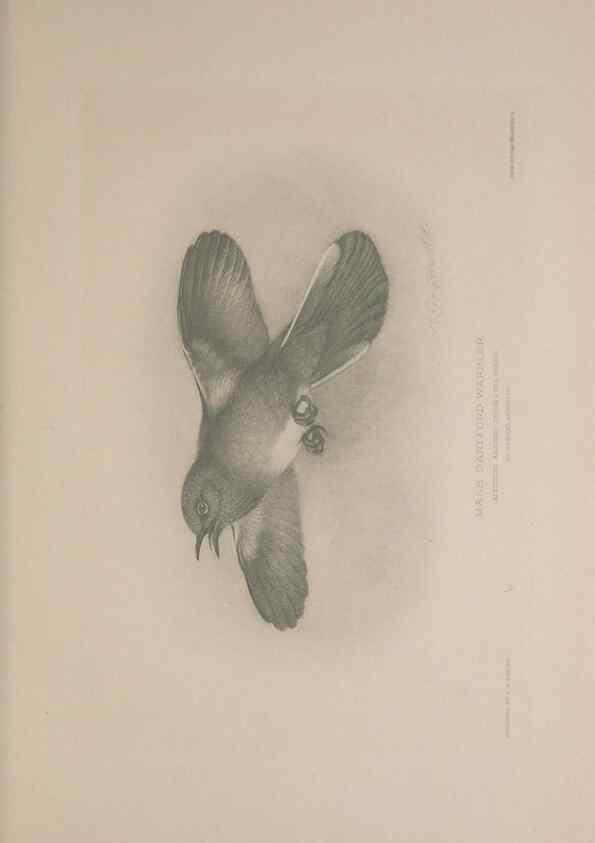 Reproducción/Reproduction 49717175777: The British warblers :. London :R.H. Porter ...,1907-1914.. 
