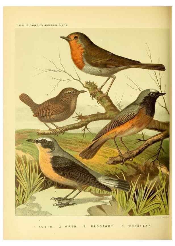 Reproducción/Reproduction 49717345198: The illustrated book of canaries and cage-birds, British and foreign /. London ;Cassell, Petter, Galpin & Co.,[1878?].. 
