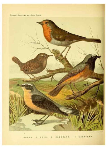 Reproducción/Reproduction 49717345198: The illustrated book of canaries and cage-birds, British and foreign /. London ;Cassell, Petter, Galpin & Co.,[1878?].. 