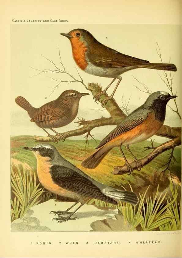 Reproducción/Reproduction 49717345198: The illustrated book of canaries and cage-birds, British and foreign /. London ;Cassell, Petter, Galpin & Co.,[1878?].. 