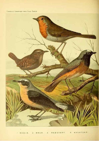 Reproducción/Reproduction 49717345198: The illustrated book of canaries and cage-birds, British and foreign /. London ;Cassell, Petter, Galpin & Co.,[1878?].. 