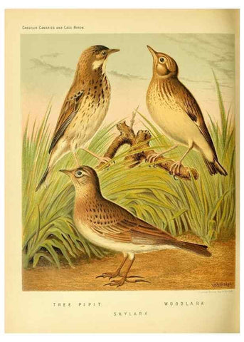 Reproducción/Reproduction 49717883146: The illustrated book of canaries and cage-birds, British and foreign /. London ;Cassell, Petter, Galpin & Co.,[1878?].. 