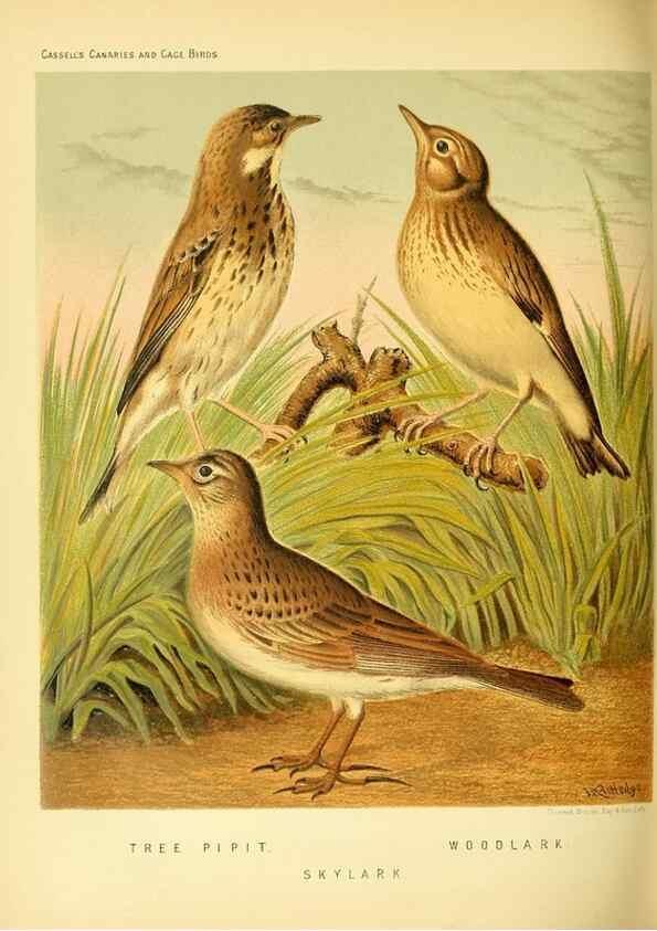 Reproducción/Reproduction 49717883146: The illustrated book of canaries and cage-birds, British and foreign /. London ;Cassell, Petter, Galpin & Co.,[1878?].. 