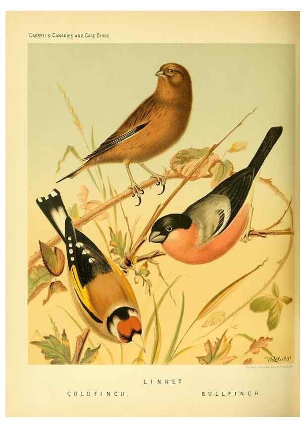 Reproducción/Reproduction 49717345998: The illustrated book of canaries and cage-birds, British and foreign /. London ;Cassell, Petter, Galpin & Co.,[1878?].. 