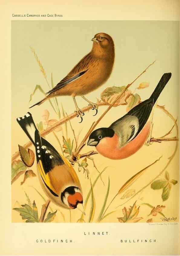 Reproducción/Reproduction 49717345998: The illustrated book of canaries and cage-birds, British and foreign /. London ;Cassell, Petter, Galpin & Co.,[1878?].. 