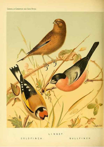 Reproducción/Reproduction 49717345998: The illustrated book of canaries and cage-birds, British and foreign /. London ;Cassell, Petter, Galpin & Co.,[1878?].. 