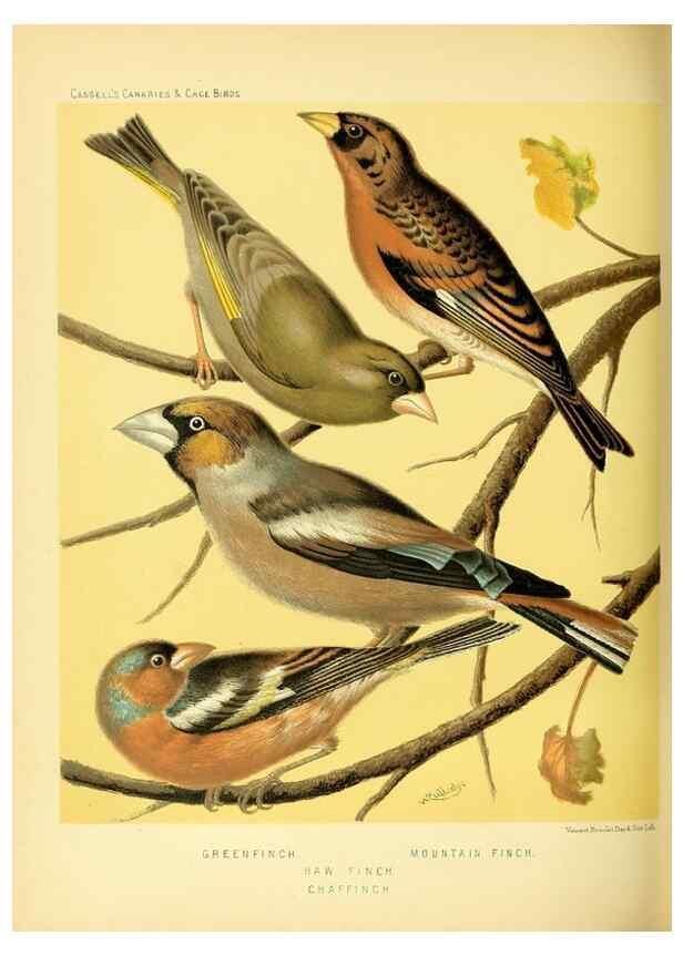 Reproducción/Reproduction 49717346283: The illustrated book of canaries and cage-birds, British and foreign /. London ;Cassell, Petter, Galpin & Co.,[1878?].. 