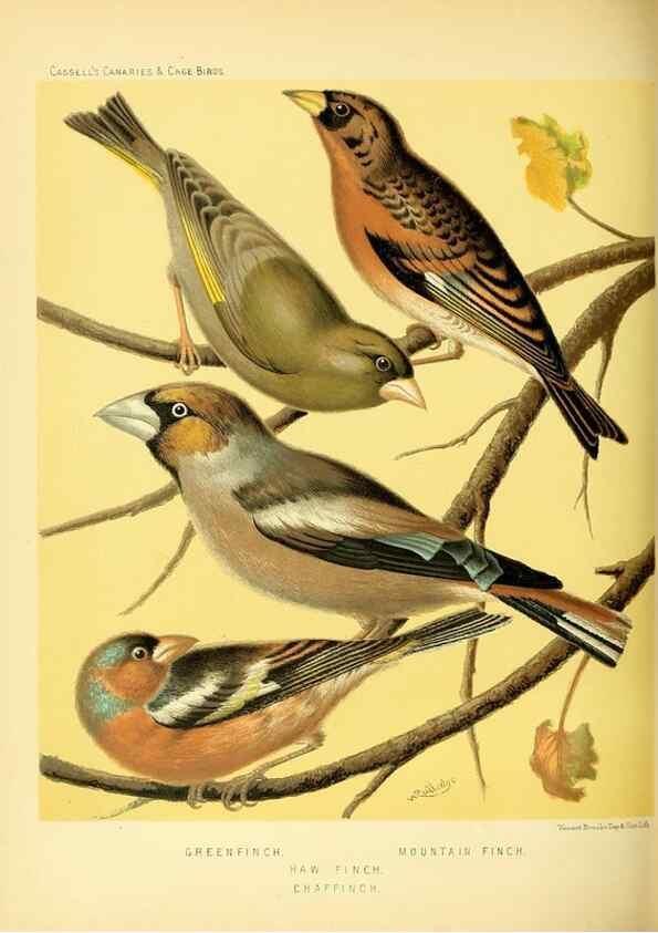 Reproducción/Reproduction 49717346283: The illustrated book of canaries and cage-birds, British and foreign /. London ;Cassell, Petter, Galpin & Co.,[1878?].. 