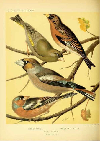 Reproducción/Reproduction 49717346283: The illustrated book of canaries and cage-birds, British and foreign /. London ;Cassell, Petter, Galpin & Co.,[1878?].. 