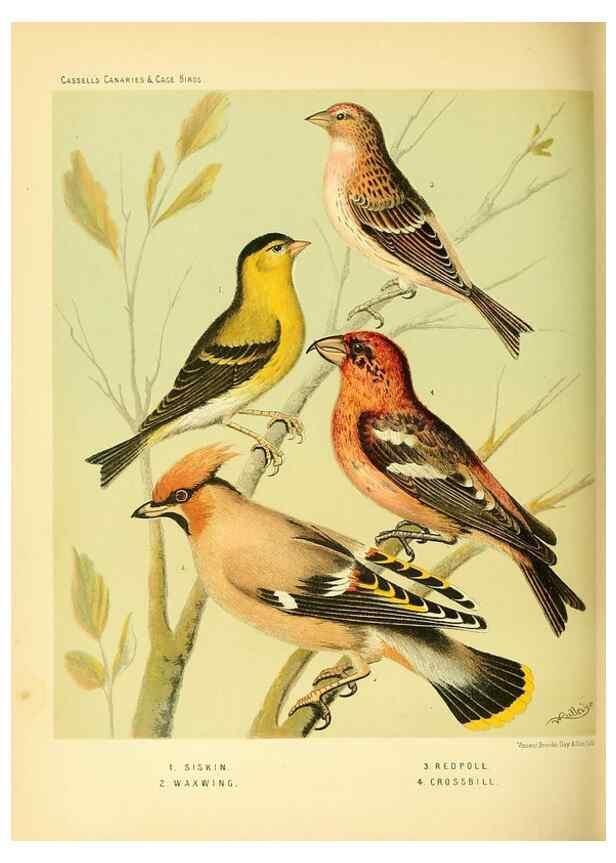Reproducción/Reproduction 49717346513: The illustrated book of canaries and cage-birds, British and foreign /. London ;Cassell, Petter, Galpin & Co.,[1878?].. 