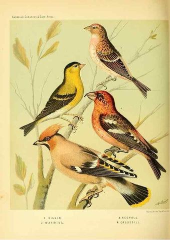 Reproducción/Reproduction 49717346513: The illustrated book of canaries and cage-birds, British and foreign /. London ;Cassell, Petter, Galpin & Co.,[1878?].. 