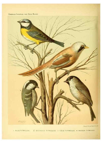 Reproducción/Reproduction 49717346763: The illustrated book of canaries and cage-birds, British and foreign /. London ;Cassell, Petter, Galpin & Co.,[1878?].. 