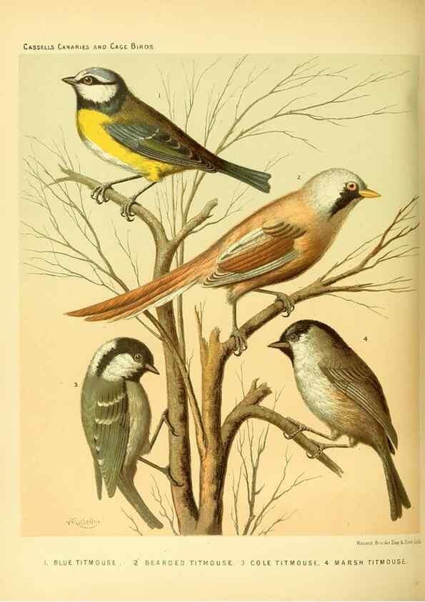 Reproducción/Reproduction 49717346763: The illustrated book of canaries and cage-birds, British and foreign /. London ;Cassell, Petter, Galpin & Co.,[1878?].. 