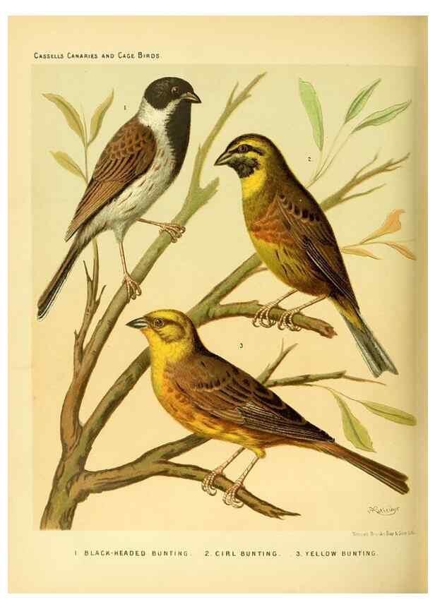 Reproducción/Reproduction 49717884331: The illustrated book of canaries and cage-birds, British and foreign /. London ;Cassell, Petter, Galpin & Co.,[1878?].. 
