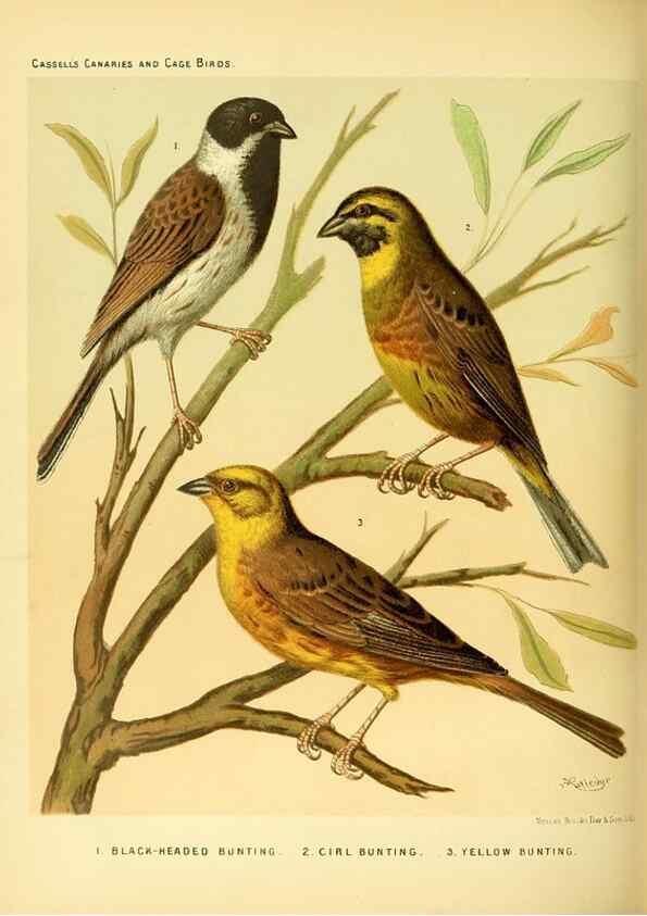Reproducción/Reproduction 49717884331: The illustrated book of canaries and cage-birds, British and foreign /. London ;Cassell, Petter, Galpin & Co.,[1878?].. 